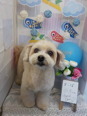 可愛くなったよ♫