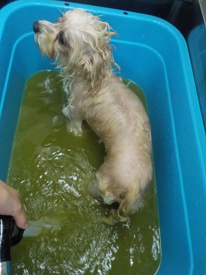 アーユルヴェーダ浴♨