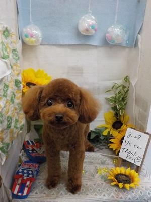 可愛くなったでしょ♪