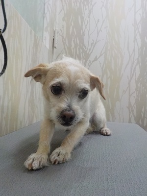 今日はハーブパックもお願い！