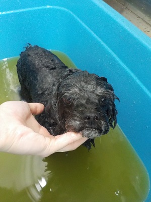 アーユルヴェーダ浴♨