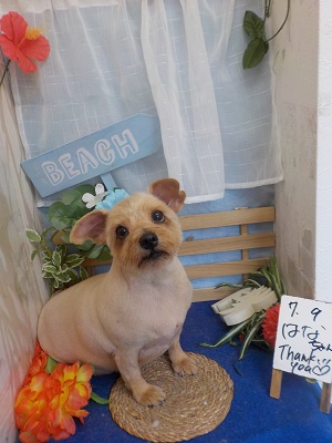 つるっとさっぱり♪