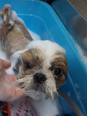 お利口さんなんだ♫