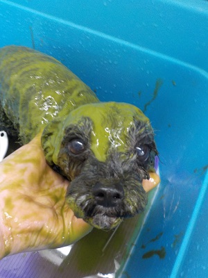 ハーブパック🍃