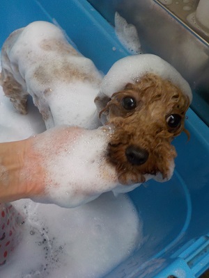 泡に包まれたモルちゃん.。o○