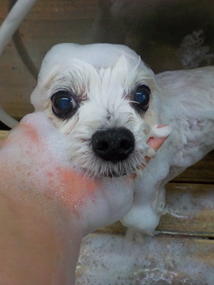 あわあわ○o。.