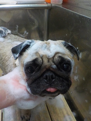 あわあわ○o。.