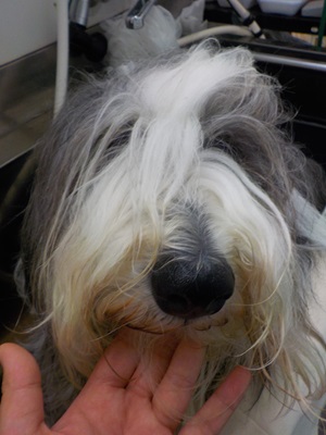 もしゃもしゃ～