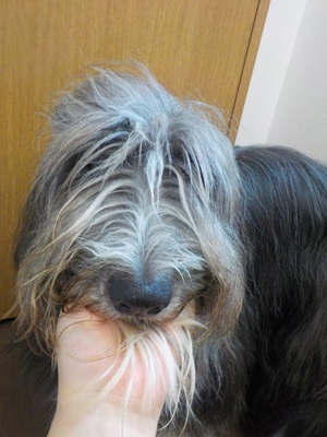 シャンプーか～