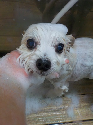 泡まみれ○o。.