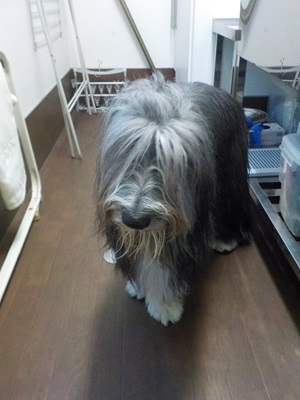 シャンプーでしょ～