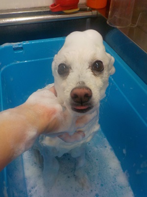 あわのせ～.。o○