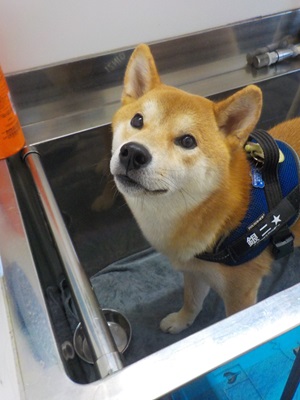 シンクに乗ったよ！