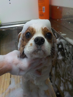 あわのせ～.。o○