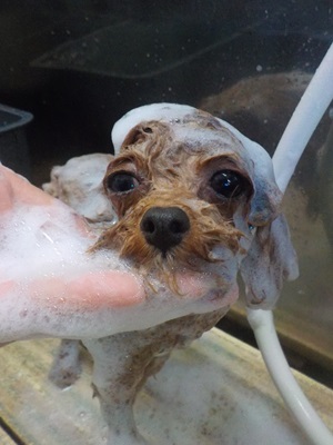 泡まみれ○o。.