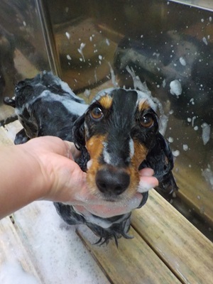 ぴかぴかにな~れ