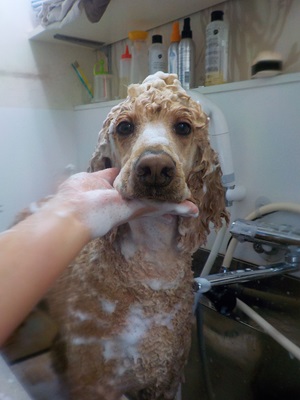 あわあわ○o。.