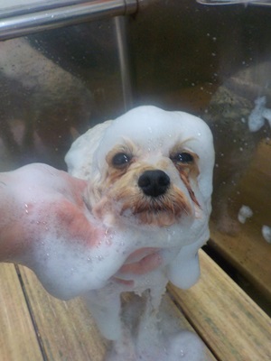 あわあわ○o。.