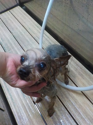 いつものパック♫