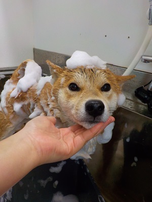 あわあわ○o。.