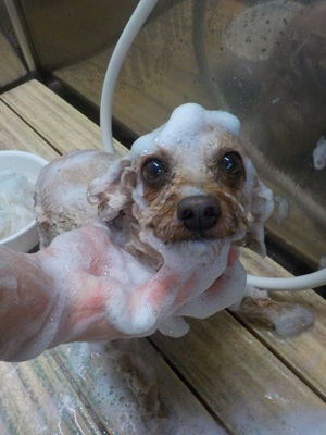 泡まみれ○o。.