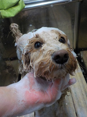 あわあわ○o。.