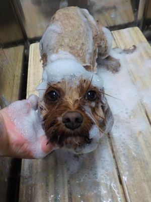 泡まみれ○o。.