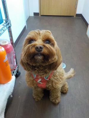 今日はトリミングもね~