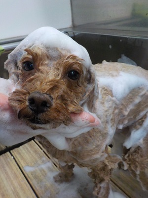 あわのせ～.。o○