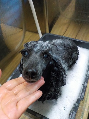 あったか～い♨