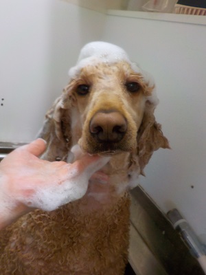 あわあわ○o。.