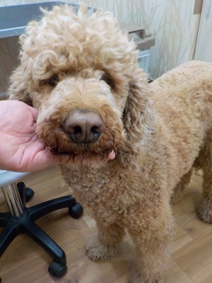 もしゃもしゃ～