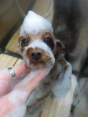 とんがり○o。.