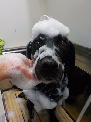 あわのせ～.。o○