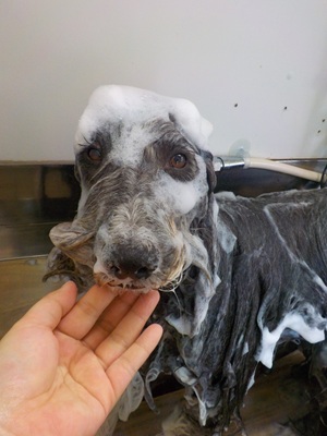 泡まみれ○o。.