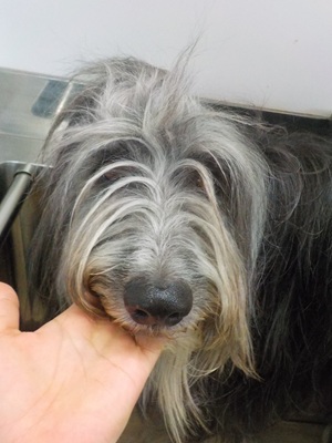 もしゃもしゃ～