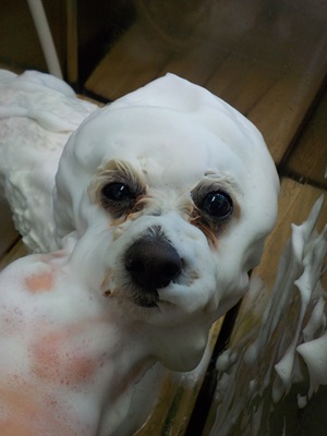 ましゅまろ～○o。.