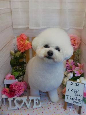 真っ白ふわふわ♪