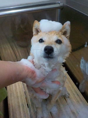 あわあわ○o。.