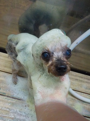 ハーブシャンプー🌿