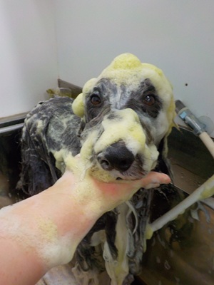 ハーブ泡.。o○