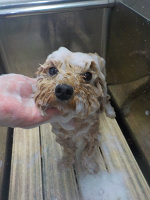 あわあわ○o。.