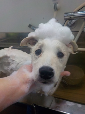 あわのせ.。o○