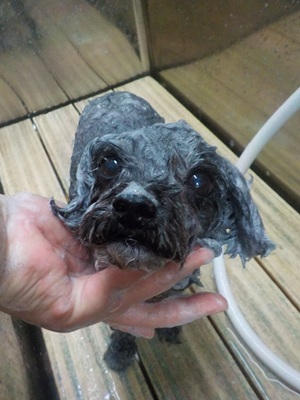 わしゃわしゃ○o。.