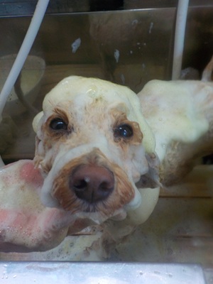 ハーブシャンプー♨