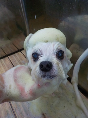 🌿シャンプー🌿