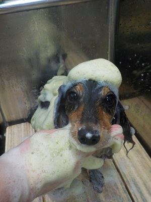 🌿シャンプー🌿