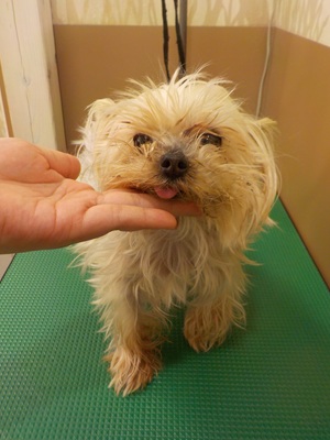 もっしゃもしゃ~