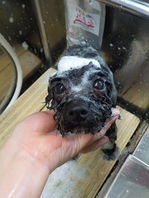 きれいにな～れ♪