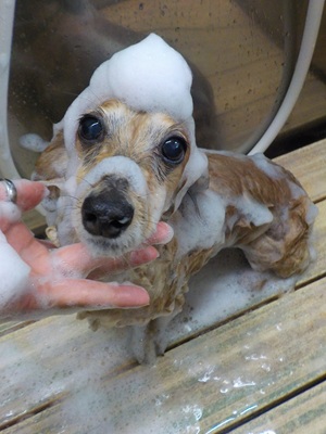 とんがり○o。.